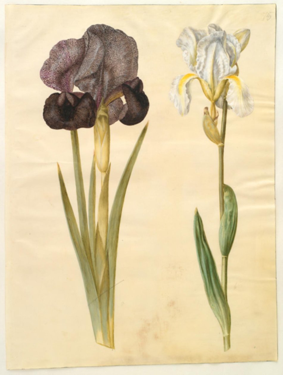 Iris susiana (sörjande iris); Iris ×florentina (violrot) av Hans Simon Holtzbecker