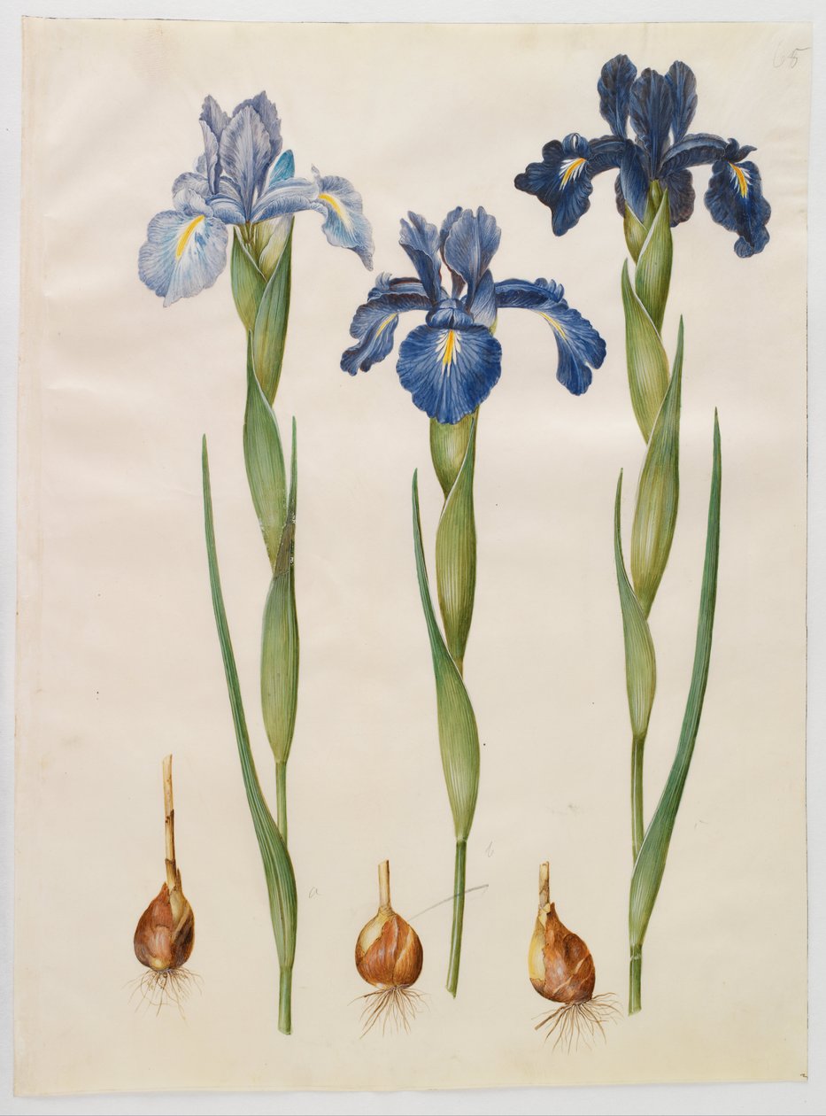 Iris xiphioides av Hans Simon Holtzbecker