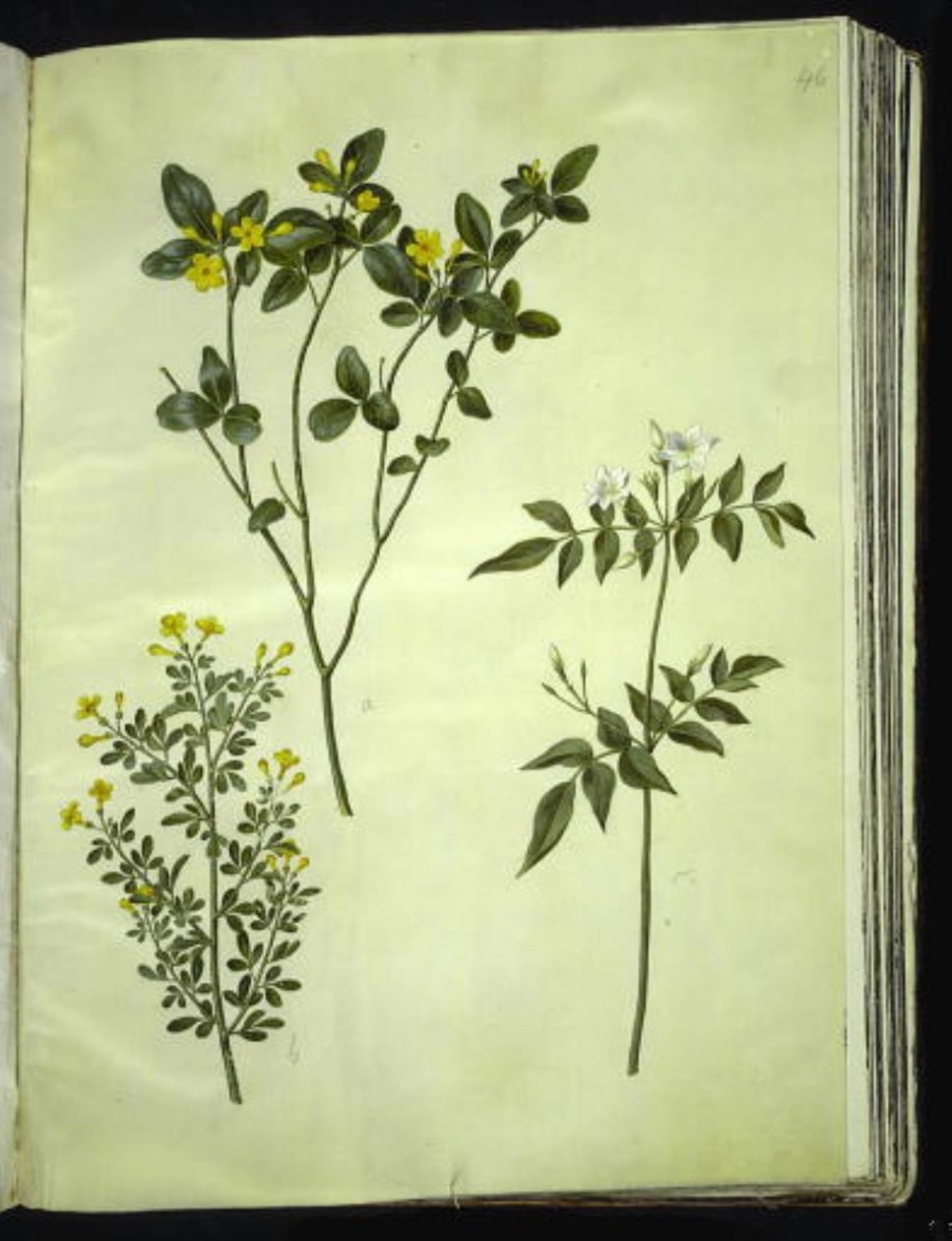 Jasminum odoratissimus (stue-jasmin); Jasminbuske (busk-jasmin); Jasminum grandiflorum (duft-jasmin) av Hans Simon Holtzbecker