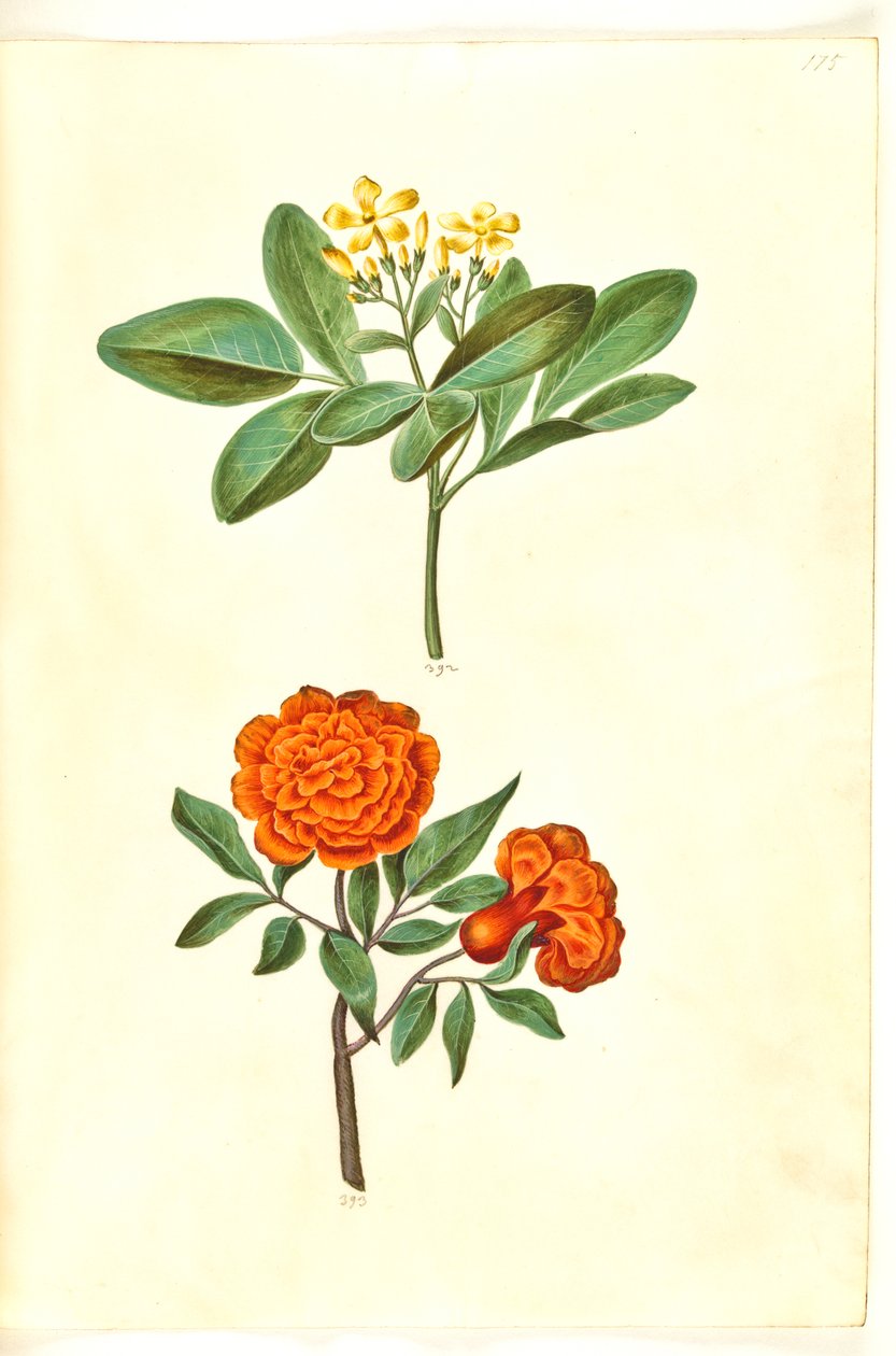 Jasminum odoratissimus (stue-jasmin); Punica granat (granatæble) av Hans Simon Holtzbecker