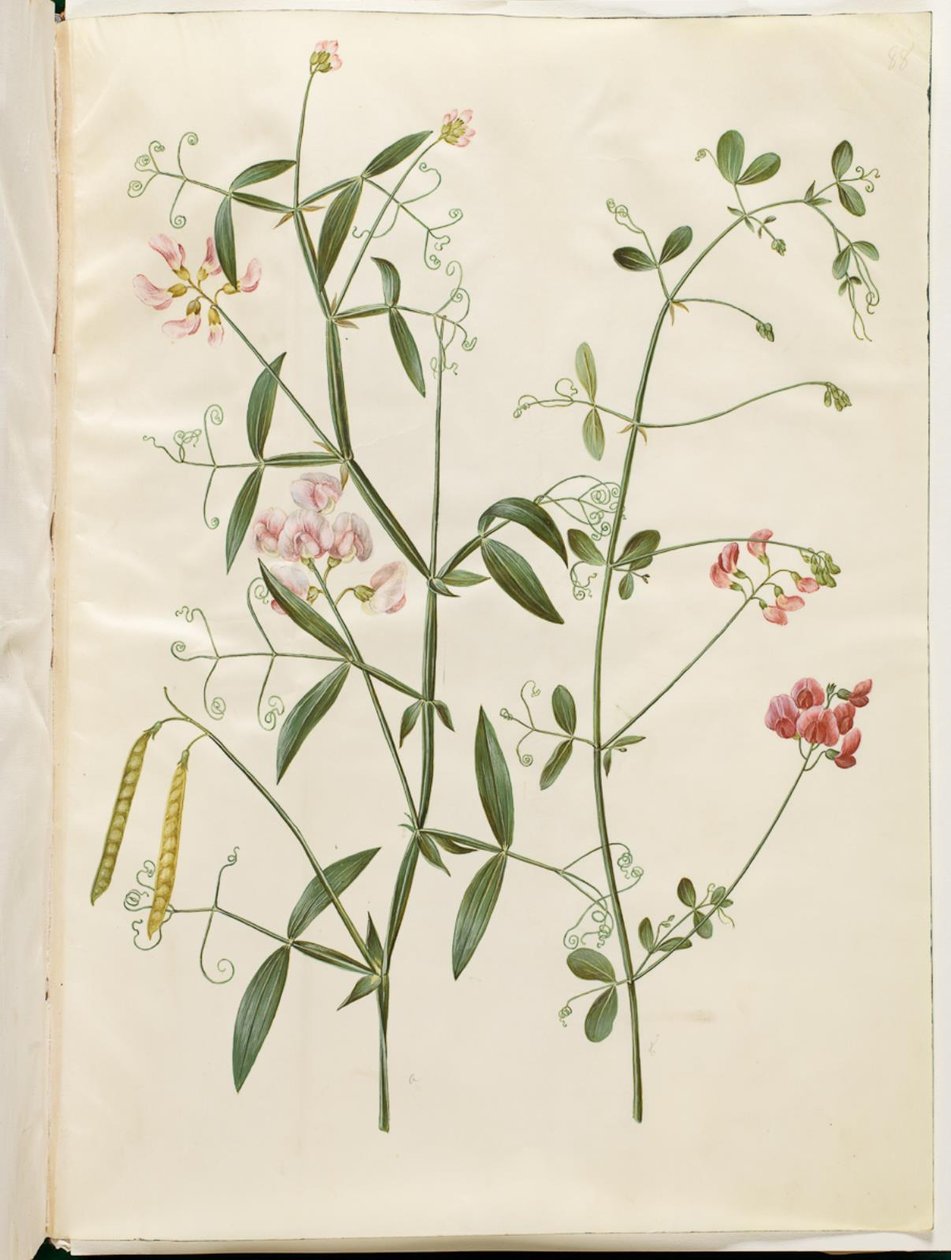 Lathyrus sylvestris (skogsplatta); Lathyrus tuberosus (platta knölskida) av Hans Simon Holtzbecker