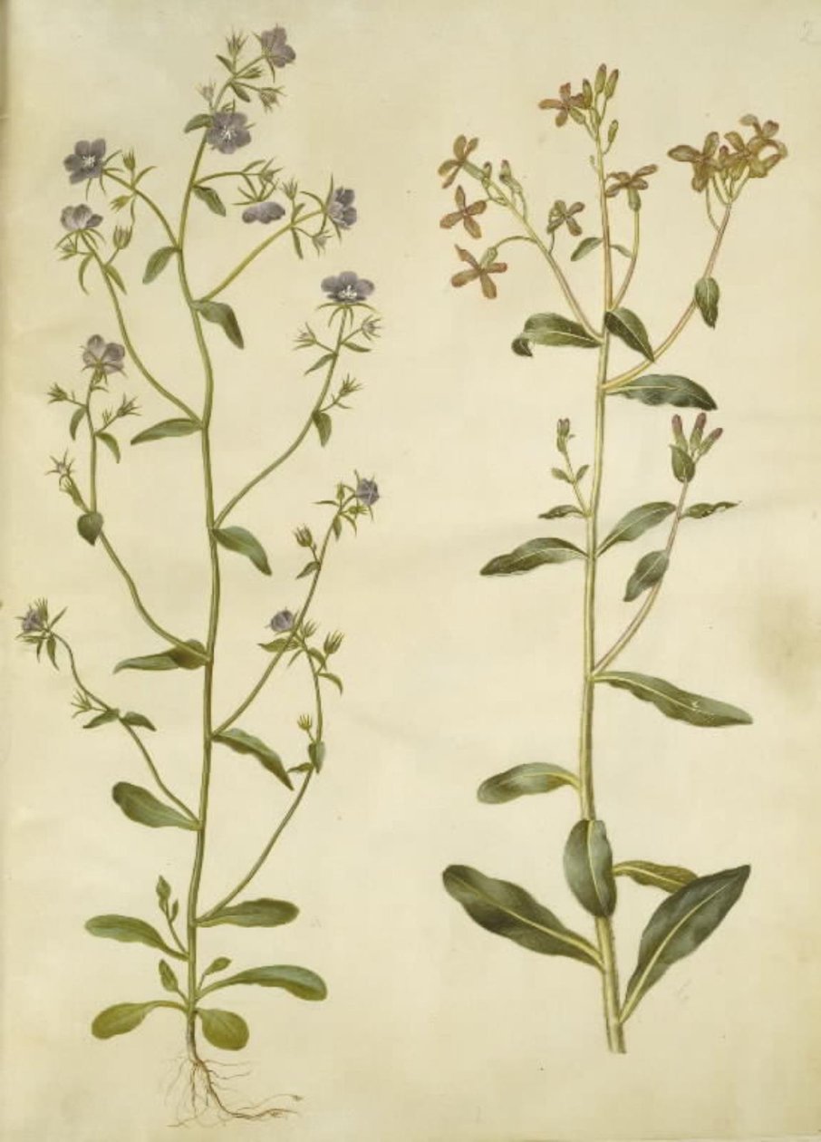 Legousia Venus-spegel (ægte venuspejl); ledsen hesperis (natviol) av Hans Simon Holtzbecker