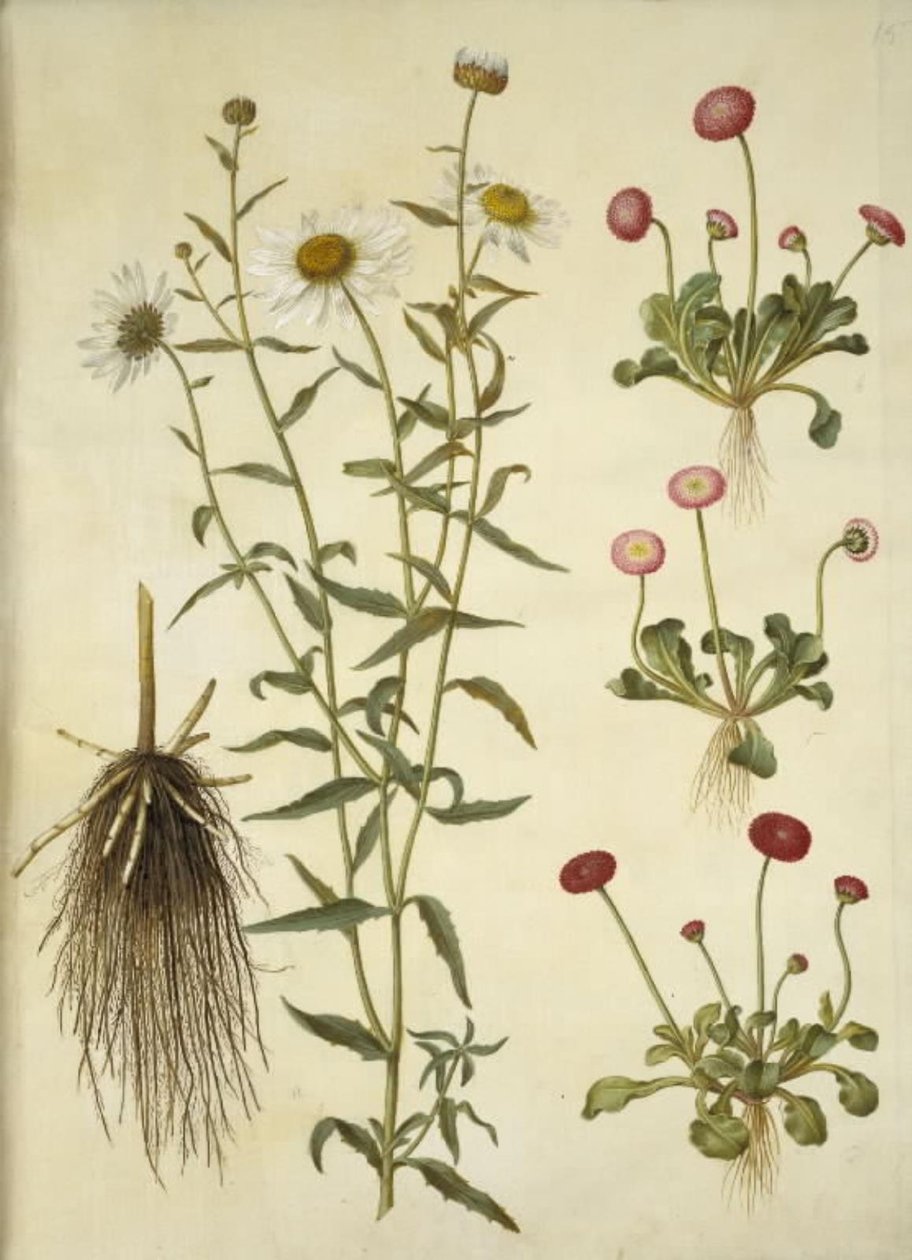Leucanthemum vulgare (vit tjuröga); Bellis perennis (vanlig tusensköna) av Hans Simon Holtzbecker
