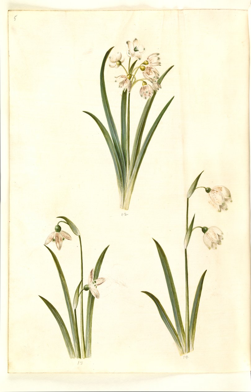 Leucojum aestivum (sommarplommon); Galanthus nivalis (vanlig snödroppe); Leucojum vernum (Dorotea lilja) av Hans Simon Holtzbecker