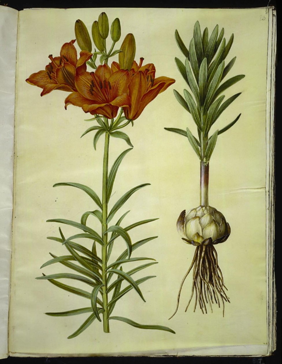 Lilium bulbiferum (eldlilja) av Hans Simon Holtzbecker