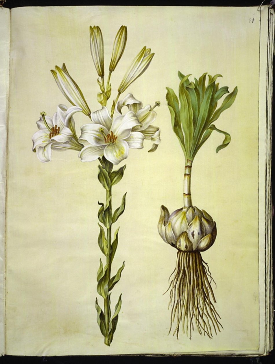 vit lilja (madonna-lilje) av Hans Simon Holtzbecker