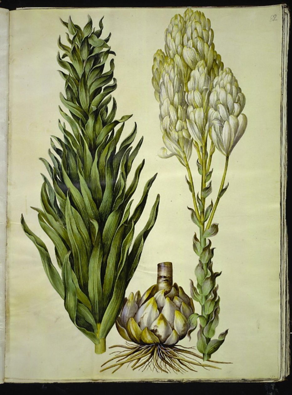 vit lilja (madonna-lilje) av Hans Simon Holtzbecker