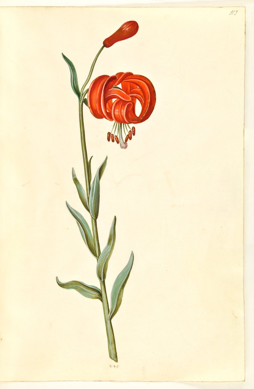 Kalcedonlilja (röd turbanlilje) av Hans Simon Holtzbecker