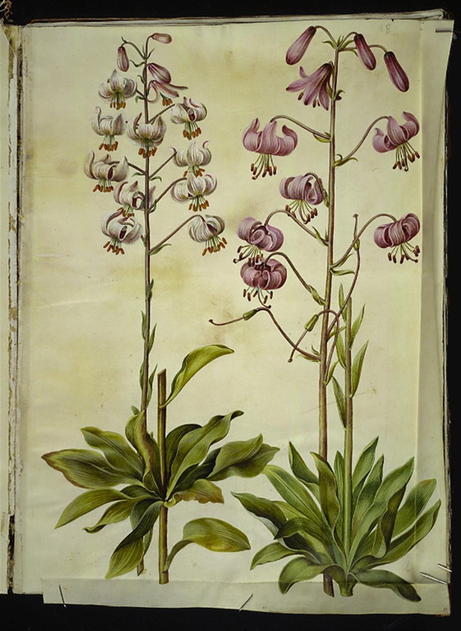 Lilium martagon (kranslilja) av Hans Simon Holtzbecker