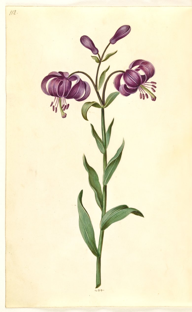 Lilium martagon (kranslilja) av Hans Simon Holtzbecker