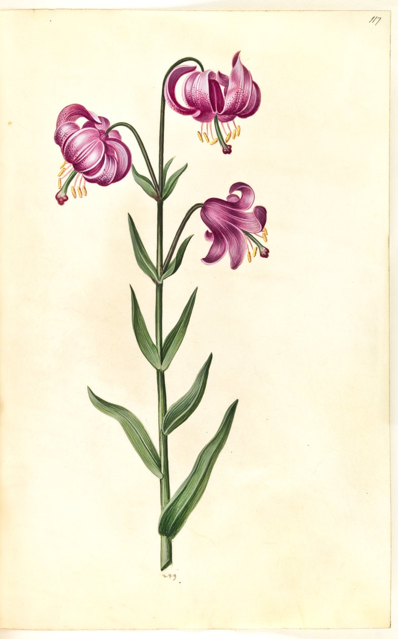 Lilium martagon (kranslilja) av Hans Simon Holtzbecker