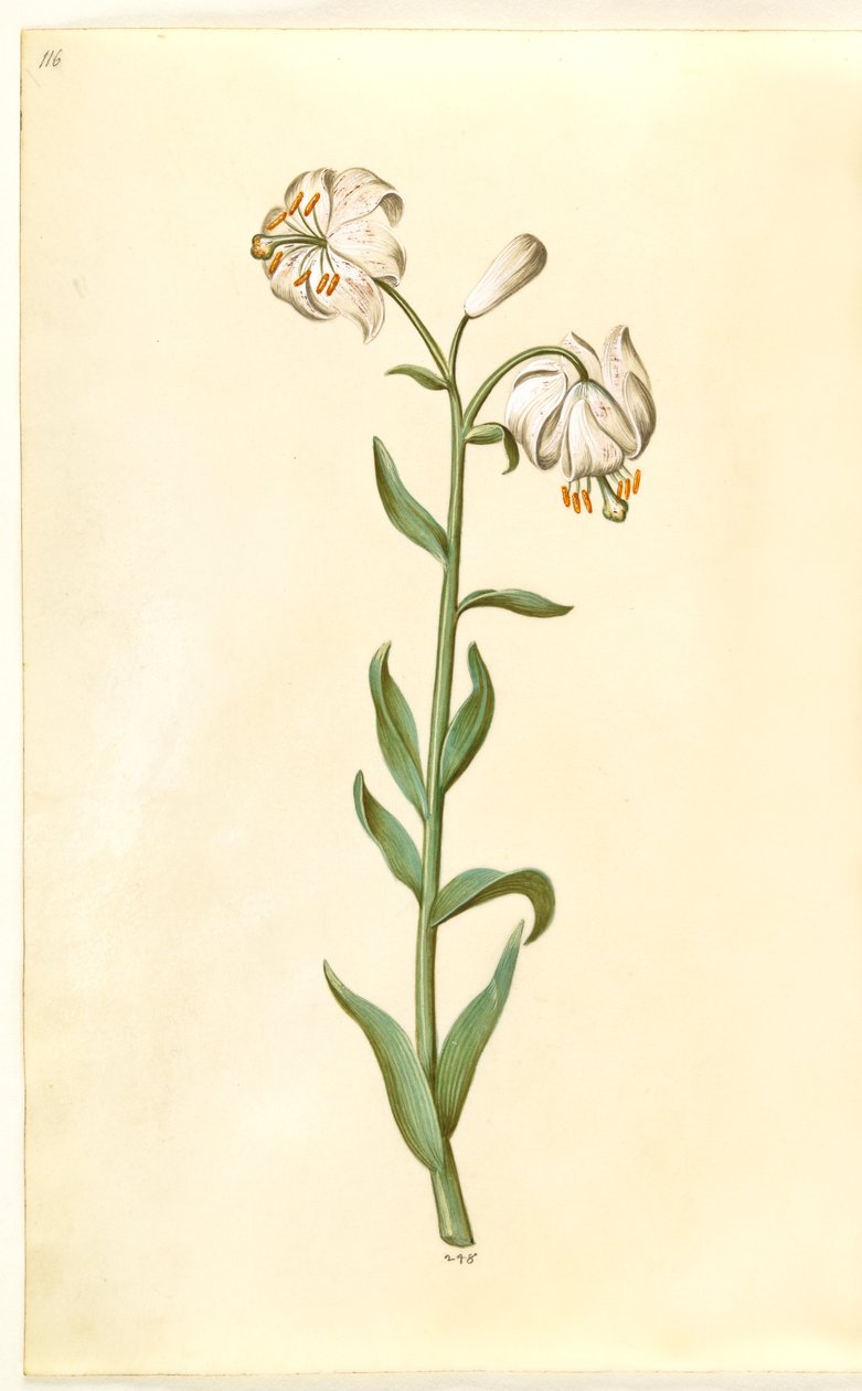 Lilium martagon (kranslilja) av Hans Simon Holtzbecker