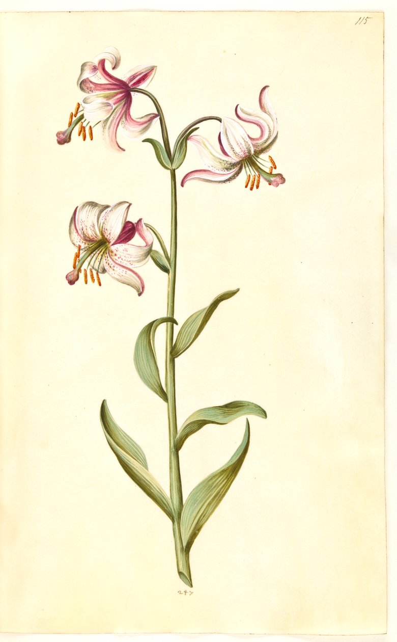 Lilium martagon (kranslilja) av Hans Simon Holtzbecker