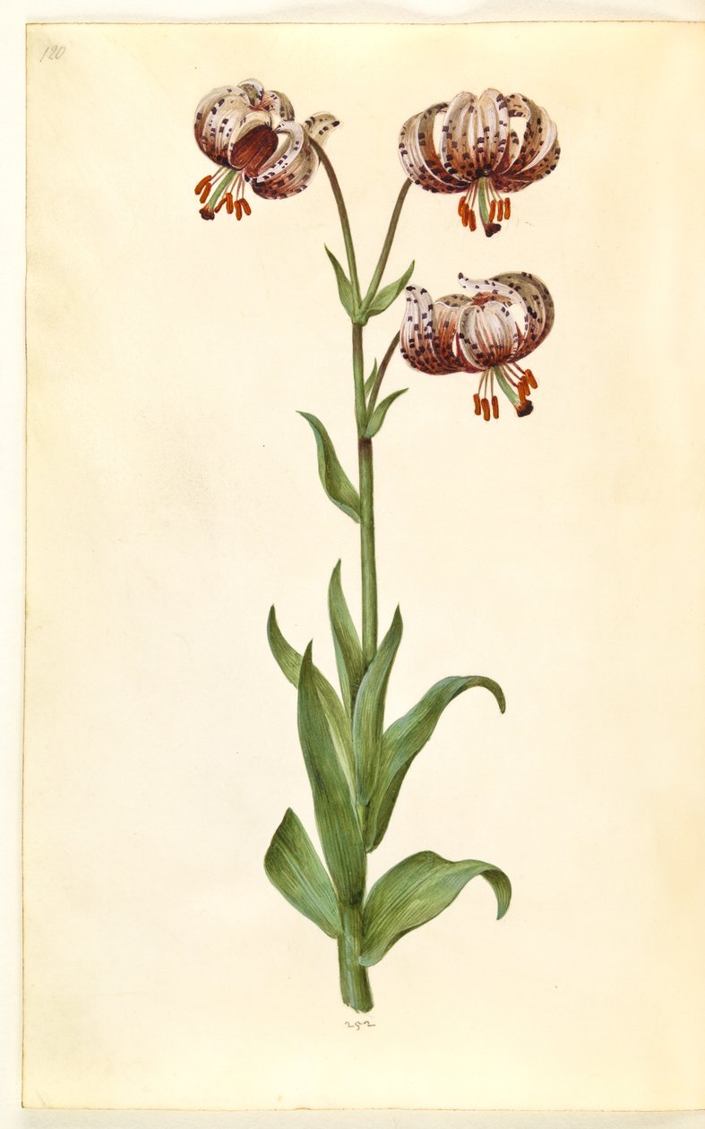 Lilium martagon (kranslilja) av Hans Simon Holtzbecker