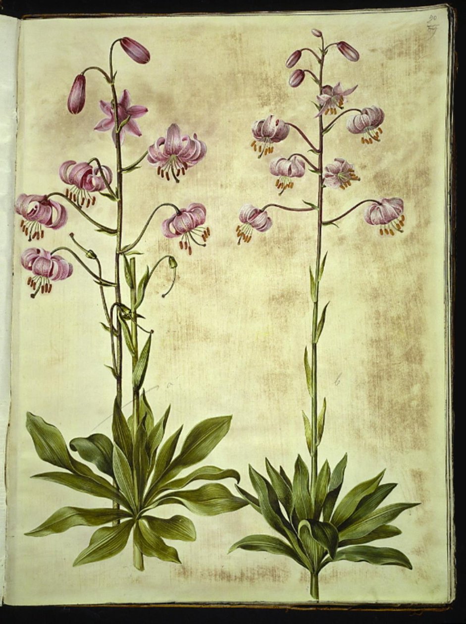 Lilium martagon (kranslilja) av Hans Simon Holtzbecker