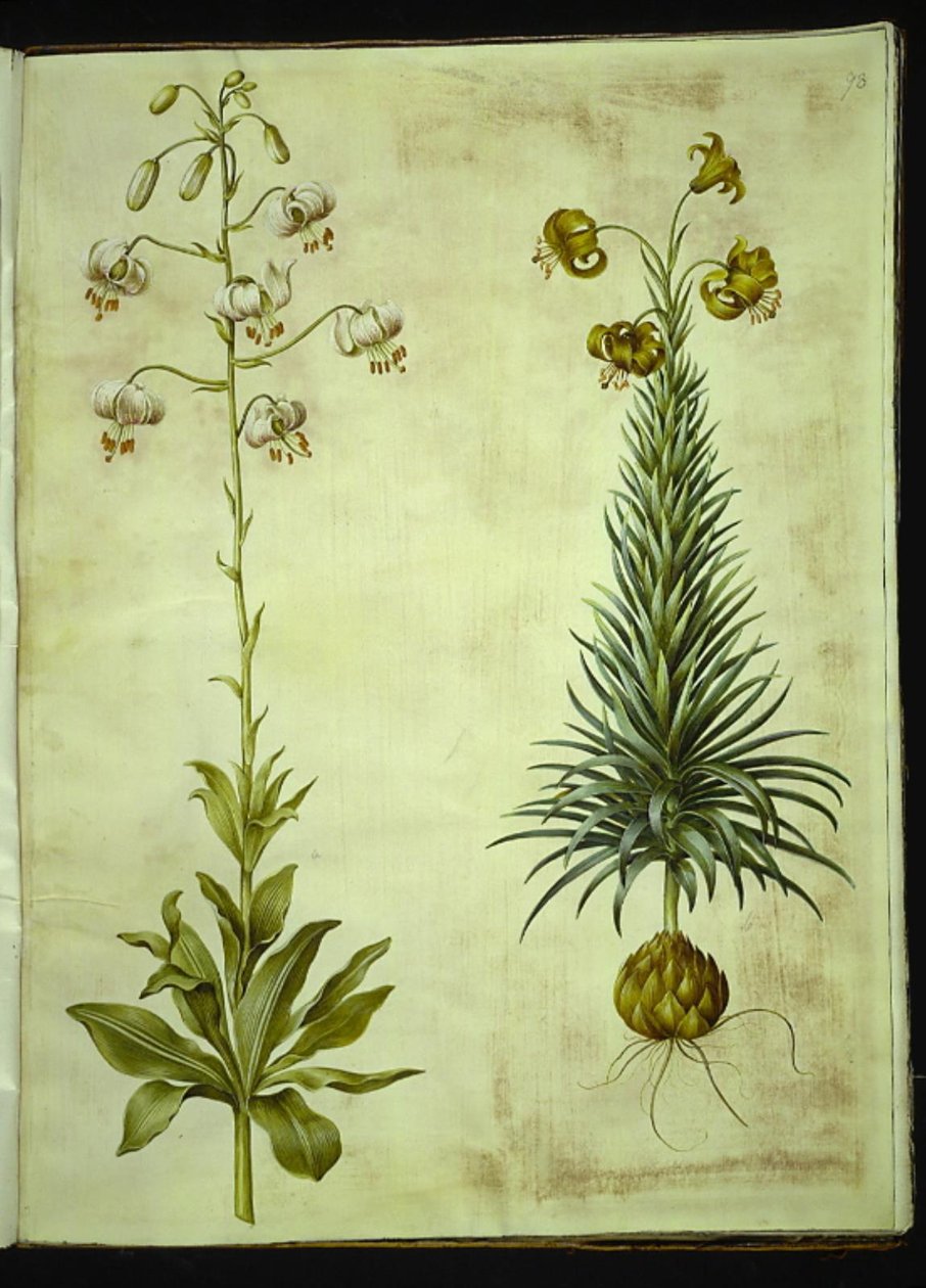 Lilium martagon (kranslilja); Lilium pyrenaicum (pyreneisk lilja) av Hans Simon Holtzbecker