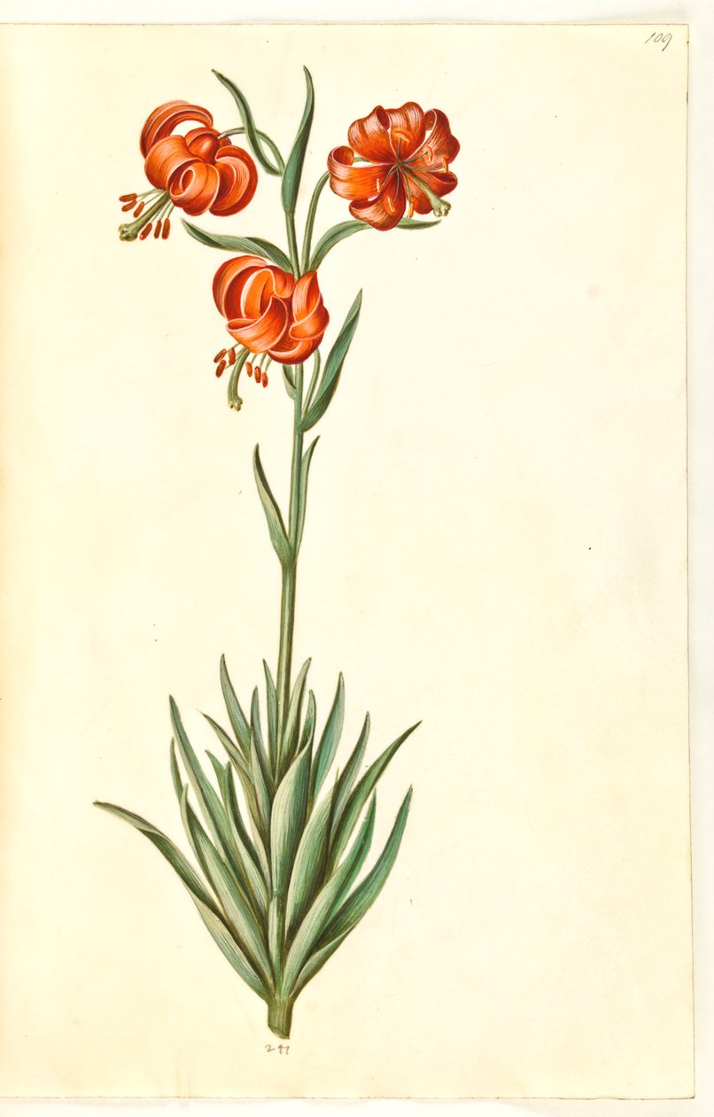 Pompon lily (pompon-lilje) av Hans Simon Holtzbecker