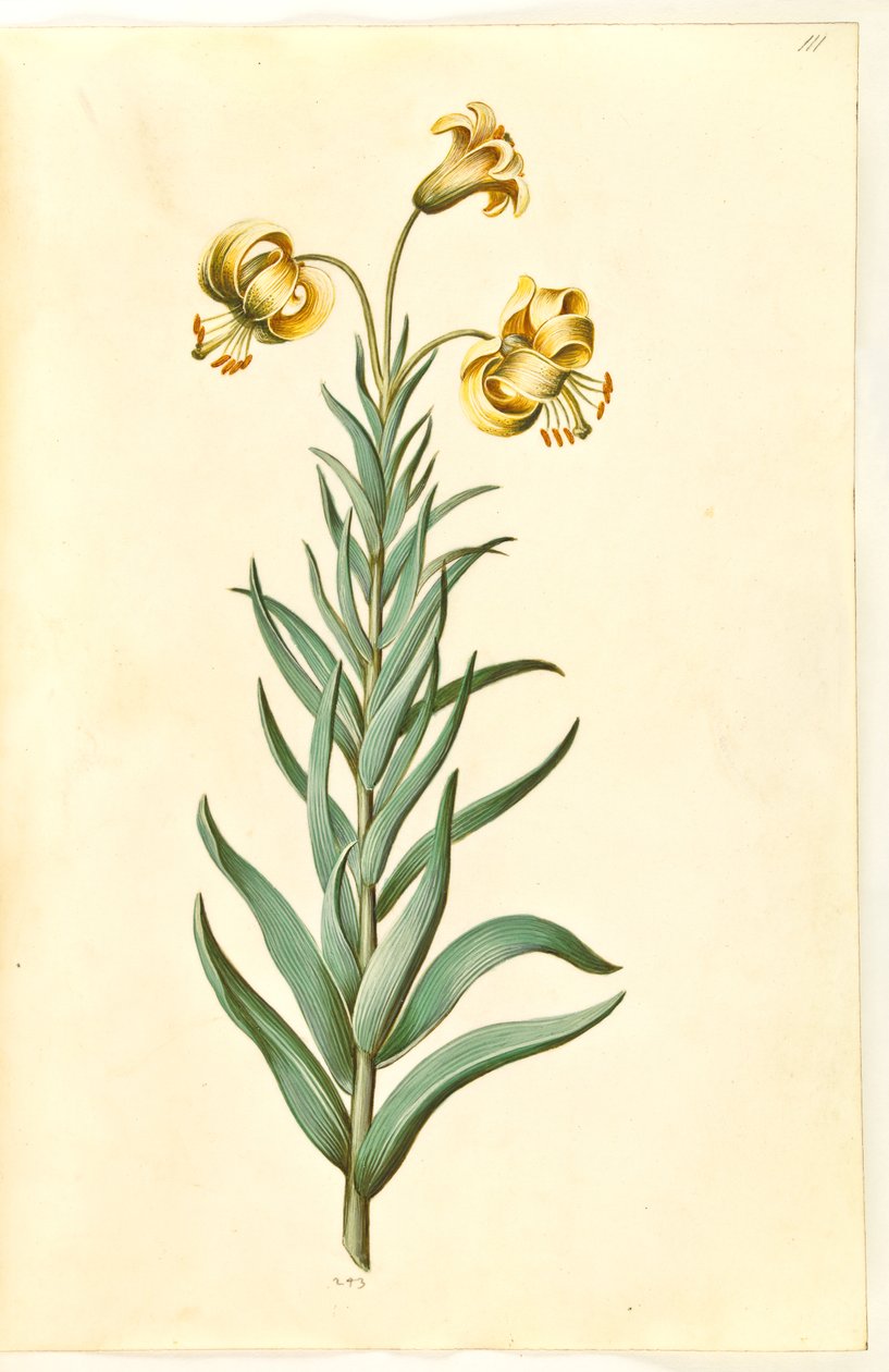 Lilium pyrenaicum (pyrenisk lilja) av Hans Simon Holtzbecker