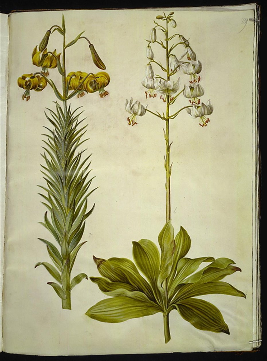 Lilium pyrenaicum (Pyrenean lilja); Lilium martagon (kranslilja) av Hans Simon Holtzbecker