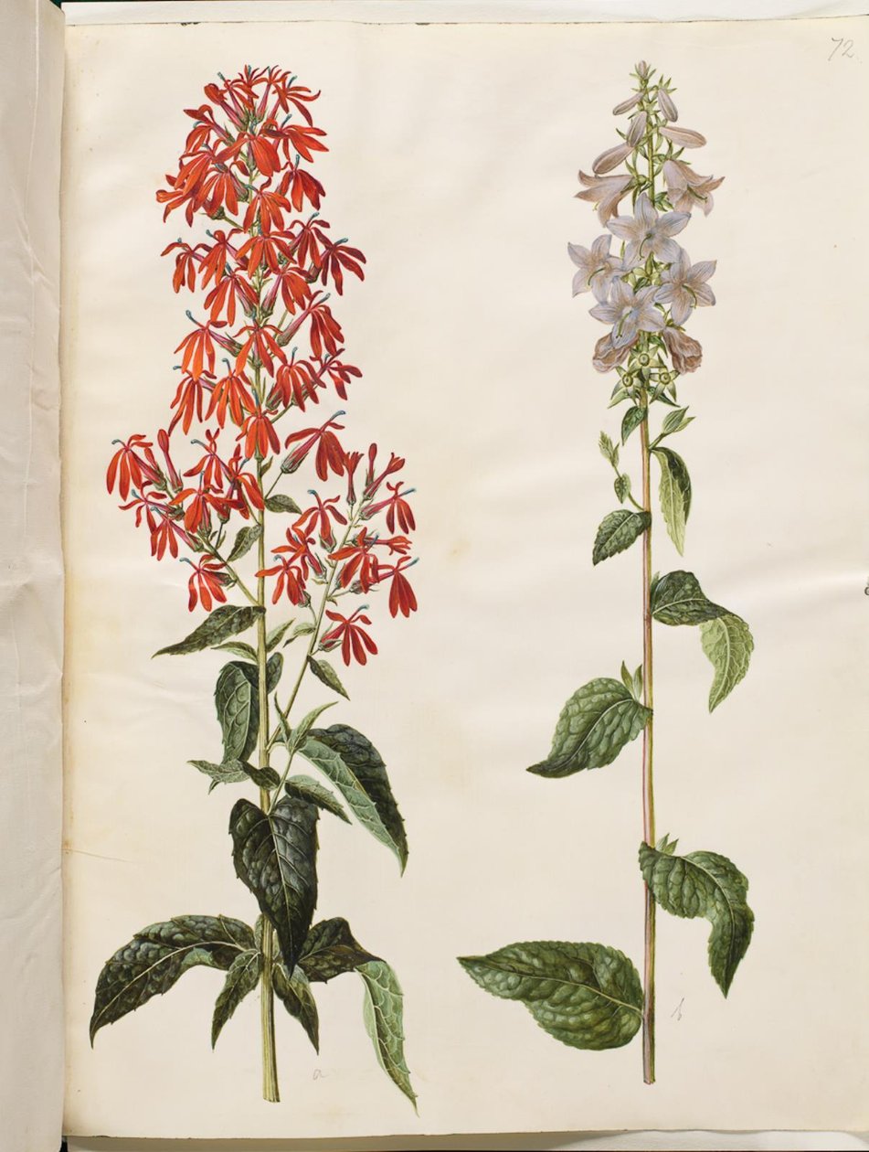 Lobelia cardinalis (kardinallobelia); Campanula latifolia (bredbladig klocka) av Hans Simon Holtzbecker