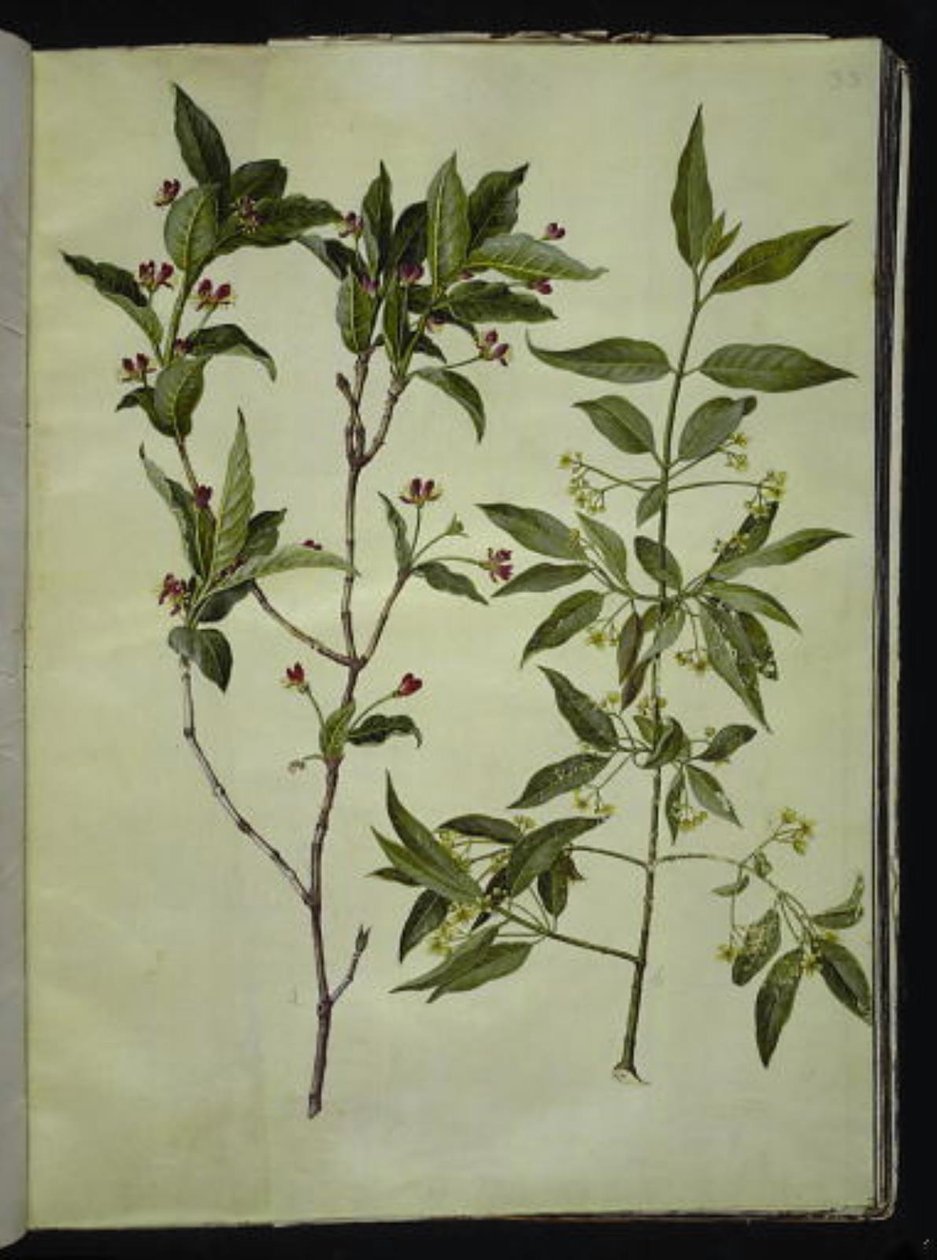 Lonicera alpigena (alpint getblad); Euonymus europaeus (vanlig benved) av Hans Simon Holtzbecker
