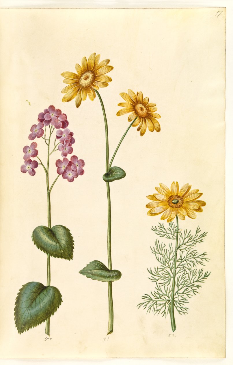 Månväxter (judaspenge); Doronicum pardalianches (hjertebladet gemserod); Vernal Adonis (vår-adonis) av Hans Simon Holtzbecker