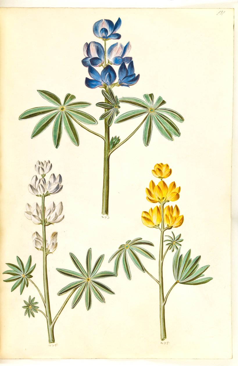 Hårig varg (blå lupin); Vit lupin (hvid lupin); Gul lupin (gul lupin) av Hans Simon Holtzbecker