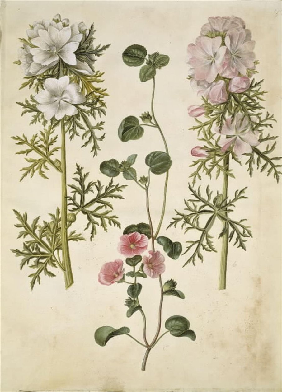 Malva moschata (mysktak); Malva eller Malope (art af katost eller malope) av Hans Simon Holtzbecker