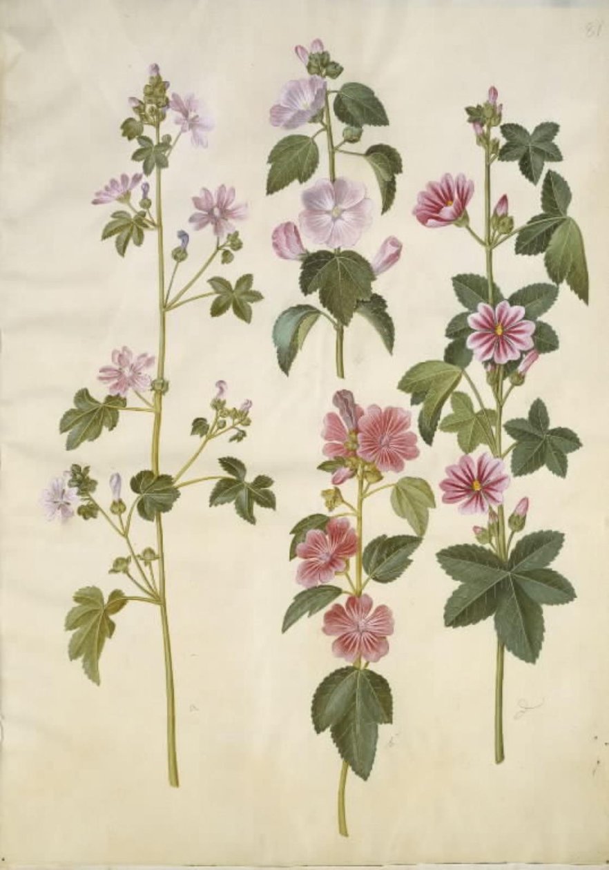 Malva sylvestris (vanlig kattost); Lavatera thuringiaca (tysk poppelros) av Hans Simon Holtzbecker