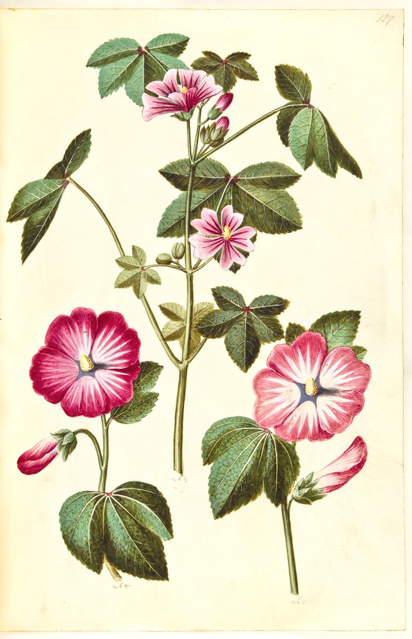 Malva sylvestris (vanlig kattost); Lavatera trimestris (mamelukmask) av Hans Simon Holtzbecker