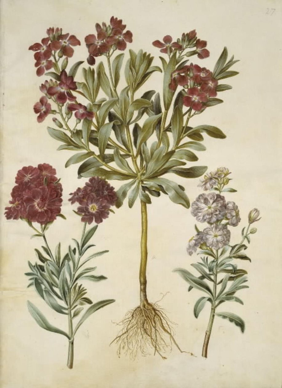 Matthiola Incana (vinter-levkøj) av Hans Simon Holtzbecker