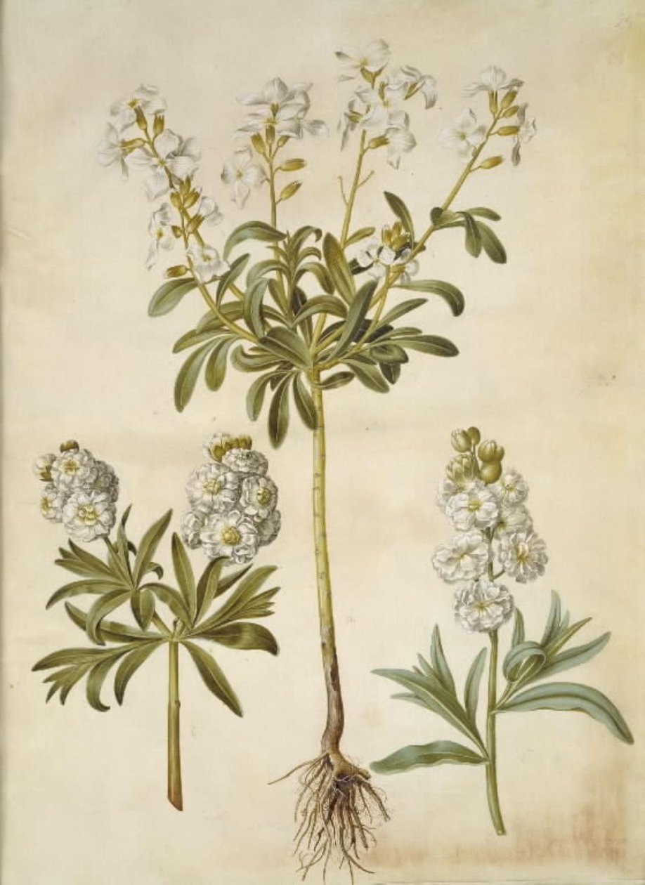 Matthiola Incana (vinter-levkøj) av Hans Simon Holtzbecker