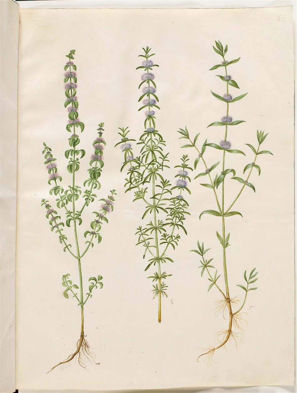 Mentha pulegium (polej mynta); Mentha cervina (hjortmynta); Mentha (art av mynta) av Hans Simon Holtzbecker