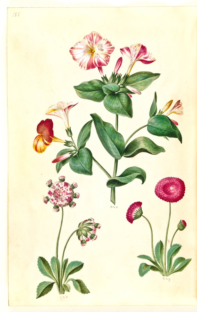 Mirabilis jalapa (mirakelblomma); Bellis perennis (vanlig tusensköna) av Hans Simon Holtzbecker