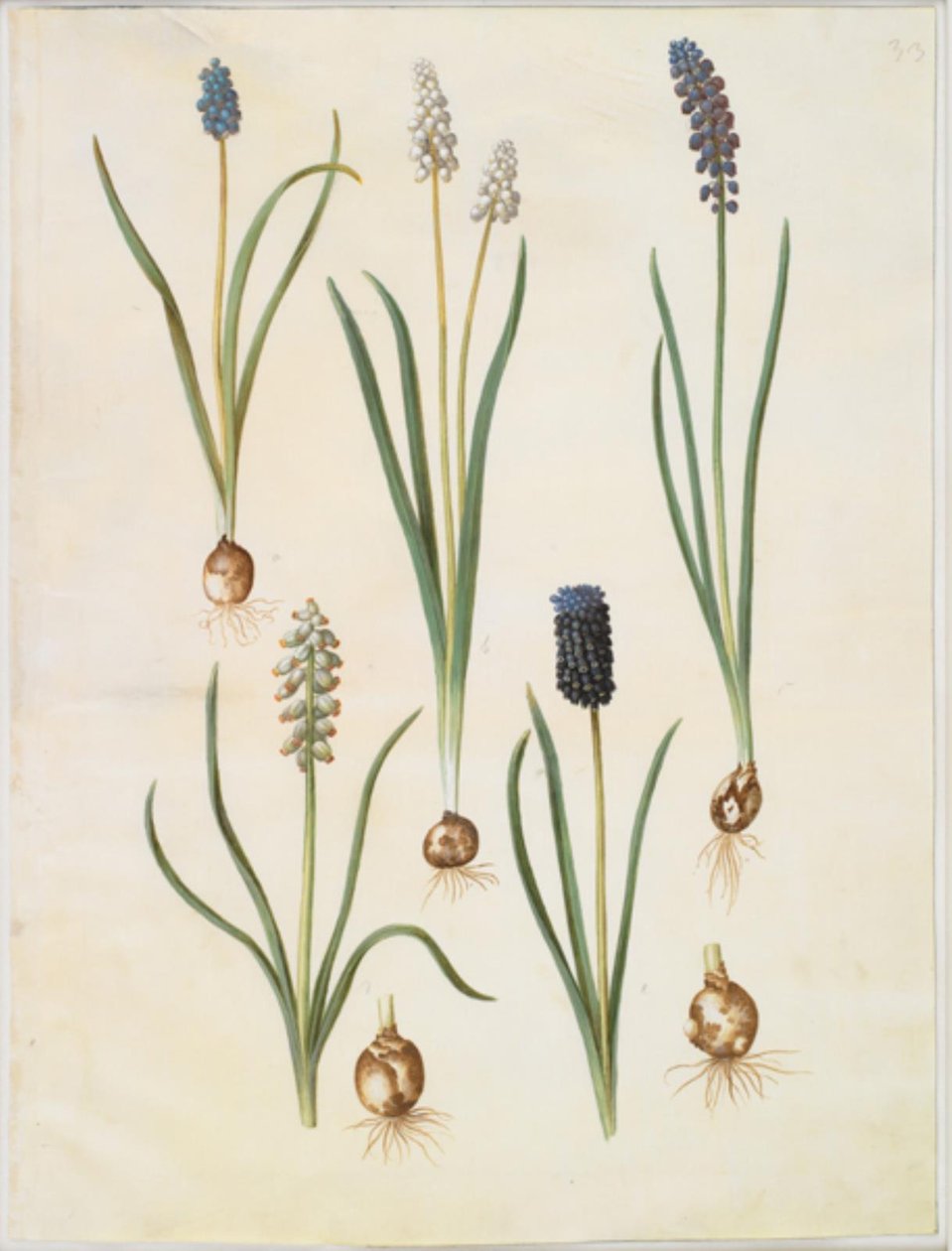 Muscari botryoides (almindelig perlehyacint); Muscari racemosum (muskat-perlehyacint); Muscari försummat av Hans Simon Holtzbecker