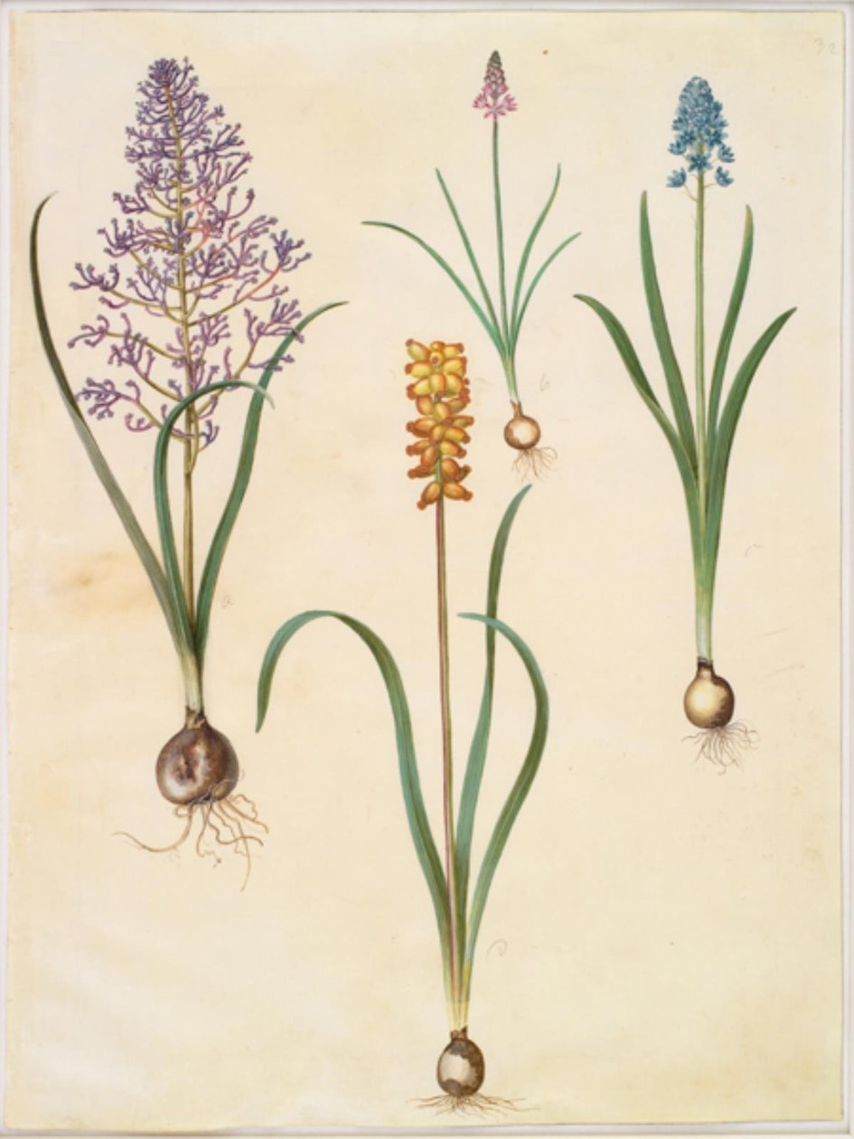 Muscari comosum (blomhyacint); Scilla autumnalis (høst-skilla); Hyacinthoides italica (italiensk klokeskilla); Muscari macrocarpum (gul pärlhyacint) av Hans Simon Holtzbecker