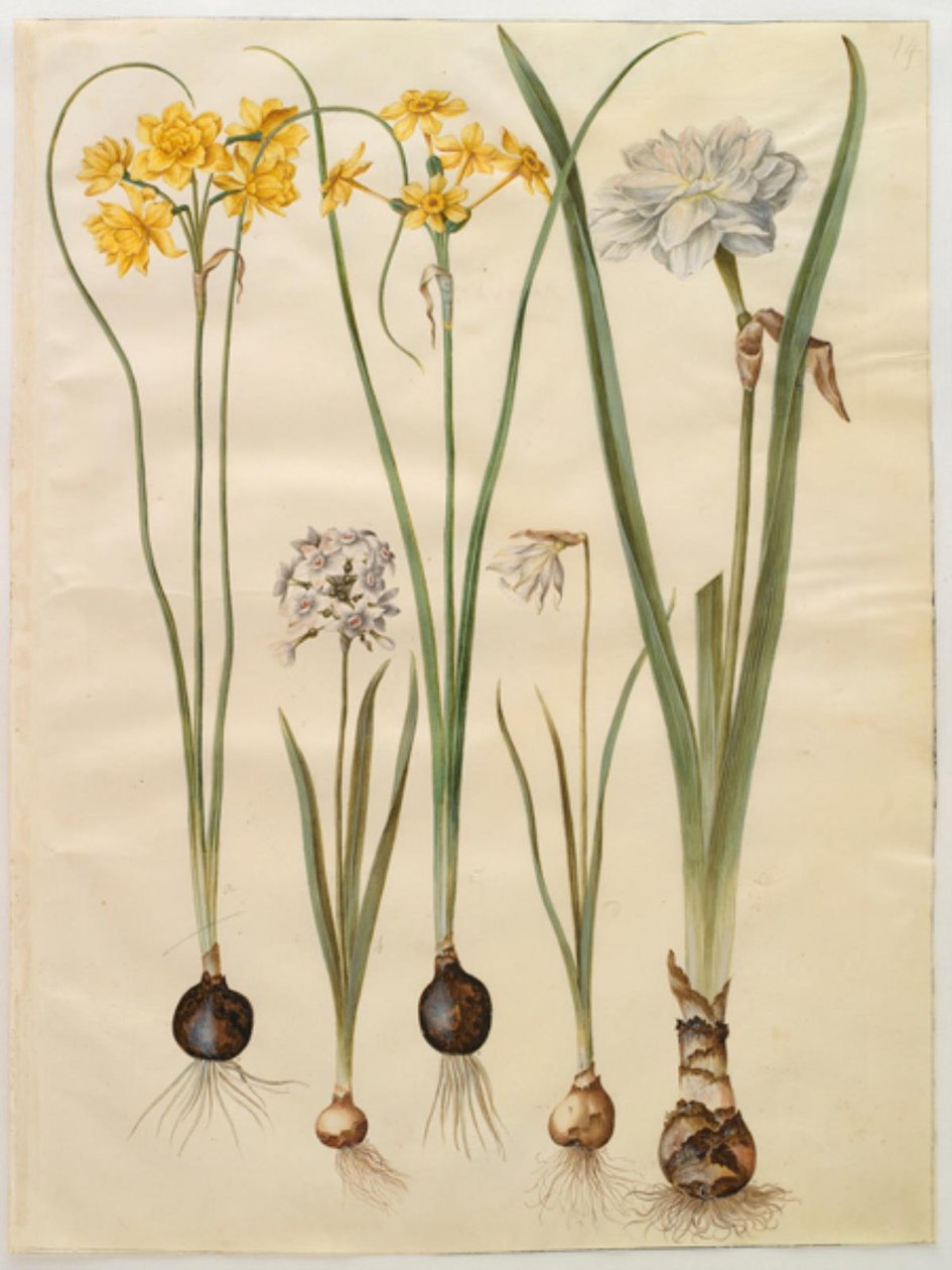 Narcissus jonquilla (siv-narcis); Narcissus tazetta (tazet); Narcissus pseudonarcissus moschatus (mysk-narcissus); poetisk narcissus (pinselilje) av Hans Simon Holtzbecker