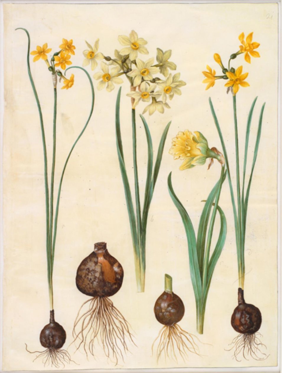 Narcissus jonquilla (rus-narciss); Narcissus tazetta aureus (guld-tazet); Narcissus pseudonarcissus bicolor (tvåfärgad påsklilja) av Hans Simon Holtzbecker