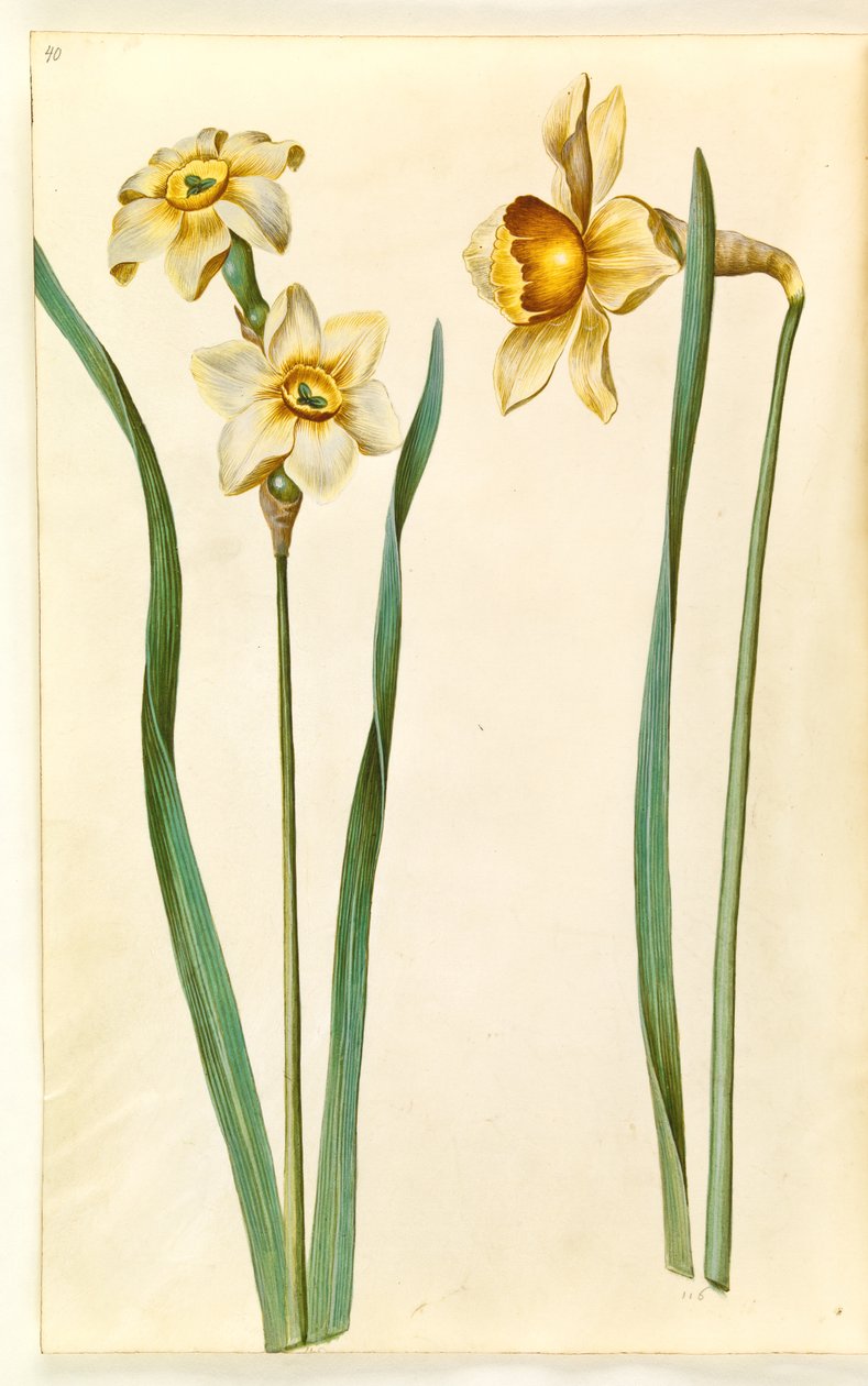 Narcissus ×mediluteus (toblomstret narcissus); Narcissus ×ojämförlig (har narcissist) av Hans Simon Holtzbecker