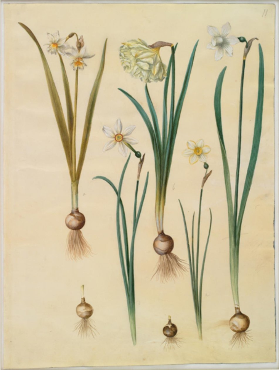 Narcissus ×mediluteus (toblomstret narcissus); Narcissus pseudonarcissus; Narcissus (narcissus); Poetisk narcissus (pinselilje); Narcissus × tunnare av Hans Simon Holtzbecker