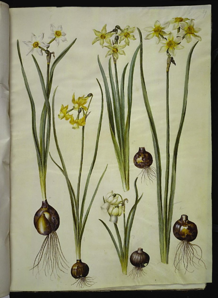 Poetisk narcissus (pinselilje); Narcissus triandrus (orkidé-narcissus); Narcissus ×mediluteus (toblomstret narcissus) av Hans Simon Holtzbecker