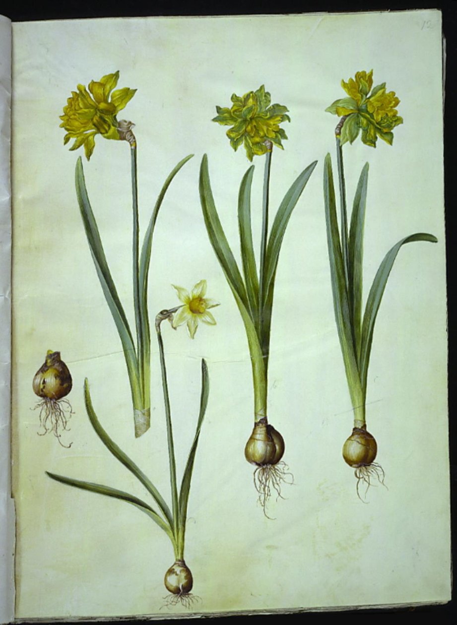 Narcissus pseudonarcissus; Narciss? ×ojämförlig (har narcissist) av Hans Simon Holtzbecker