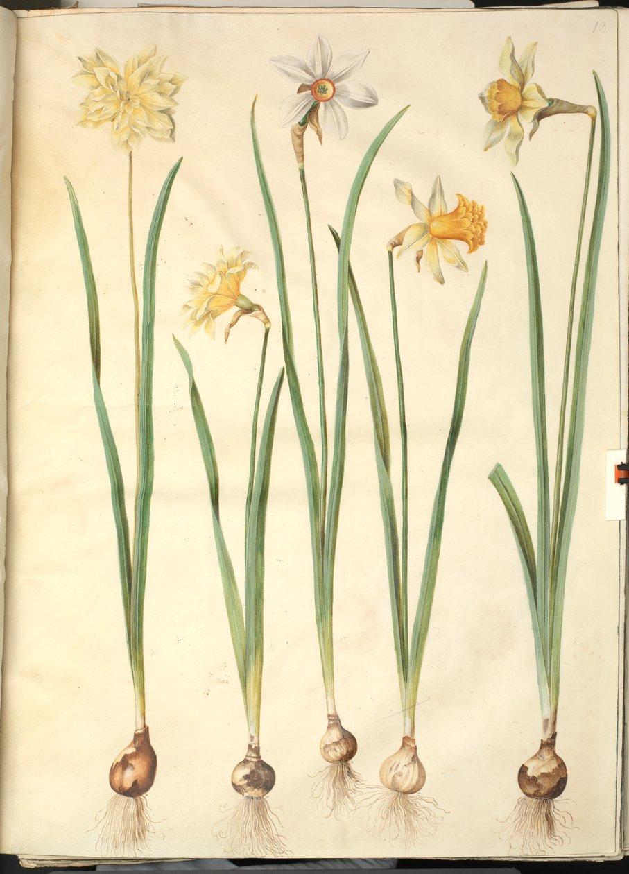 Narcissus pseudonarcissus; Poetisk narcissus (pinselilje); Narcissus × ojämförlig (har narcissist) av Hans Simon Holtzbecker