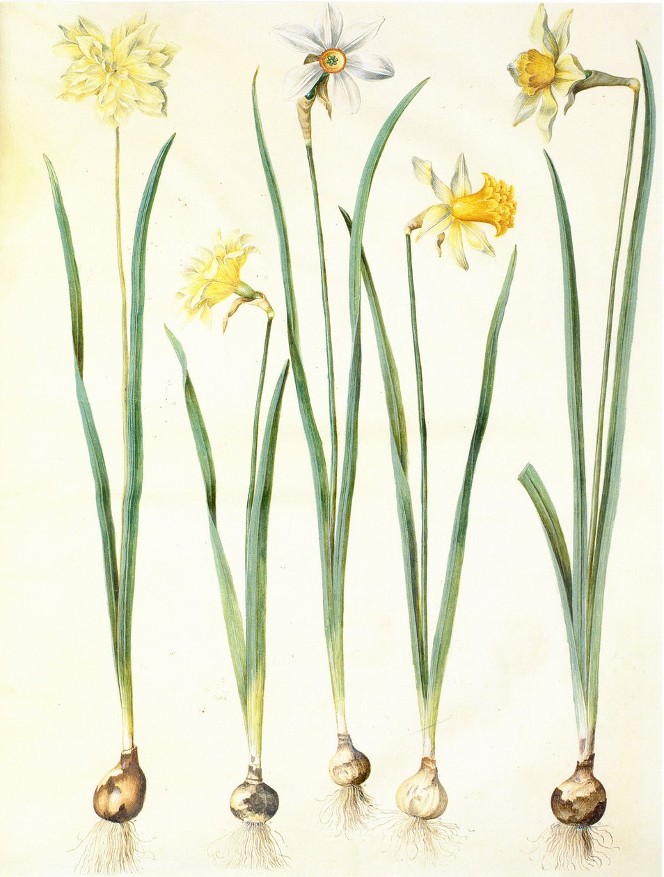 Narcissus pseudonarcissus, Narcissus poeticus, Narcissus × incomparabilis av Hans Simon Holtzbecker