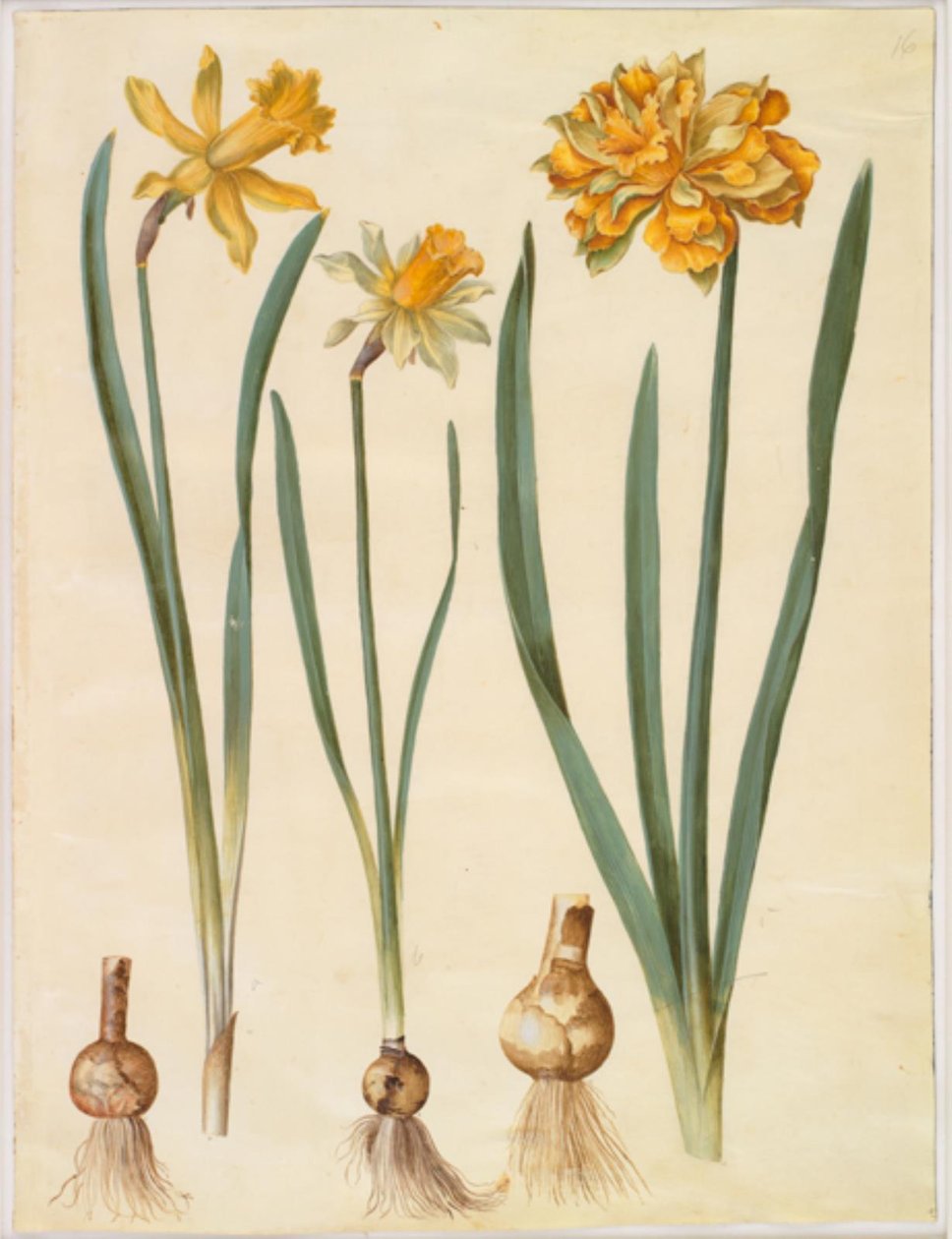Narcissus pseudonarcissus major (stor påsklilja); Narcissus pseudonarcissus bicolor (tvåfärgad påsklilja); Narcissus pseudonarcissus av Hans Simon Holtzbecker