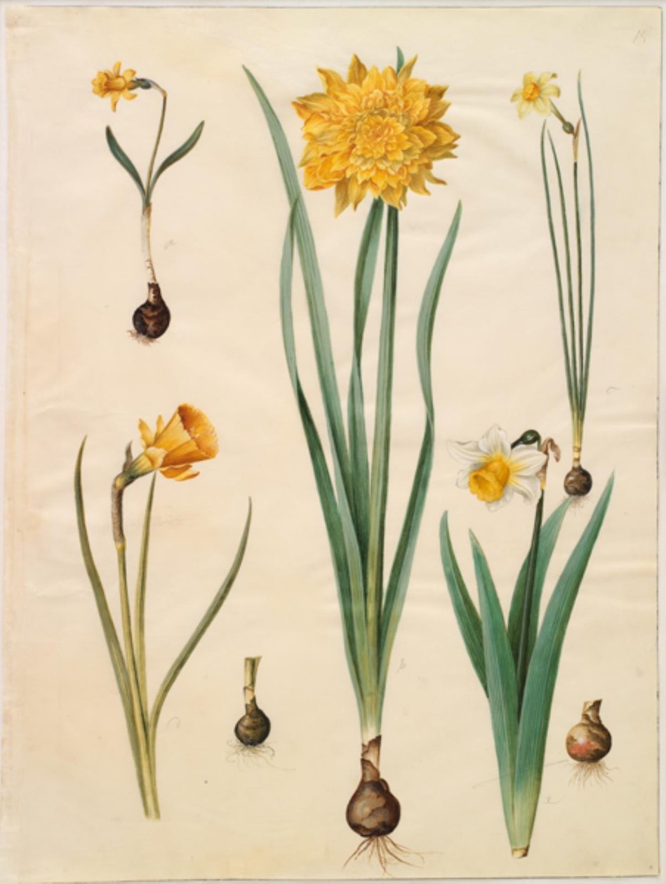 Narcissus pseudonarcissus minor; Narcissus pseudonarcissus (påsklilja); Narcissus ×tenuior; Narcissus bulbocodium (crinolin narcissus); Narcissus pseudonarcissus bicolor (tvåfärgad påsklilja) av Hans Simon Holtzbecker