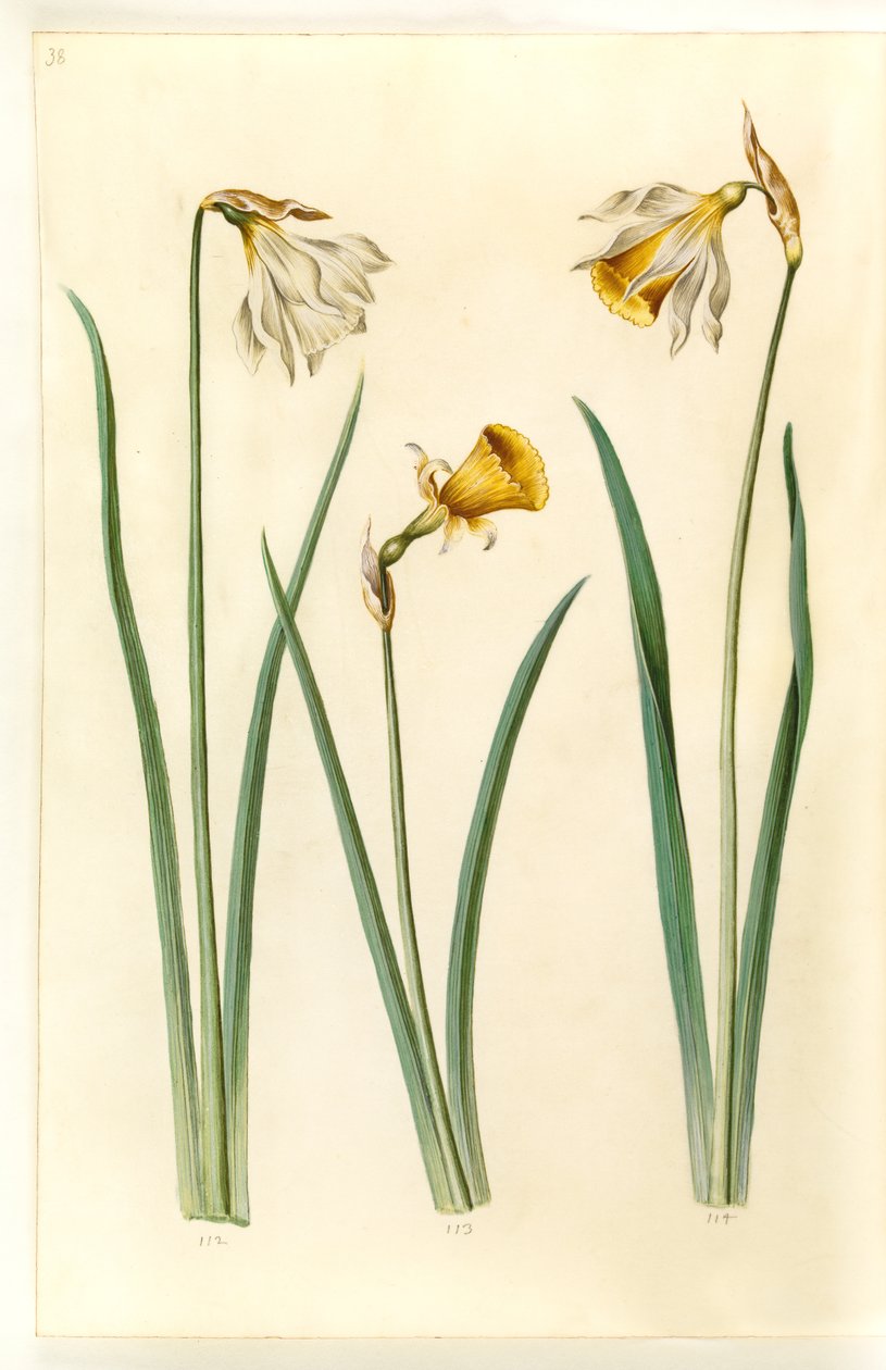 Narcissus pseudonarcissus moschatus (mysk-narcissus); Narcissus bulbocodium (krinolin-narcissus); Narcissus pseudonarcissus (påskelilje) av Hans Simon Holtzbecker