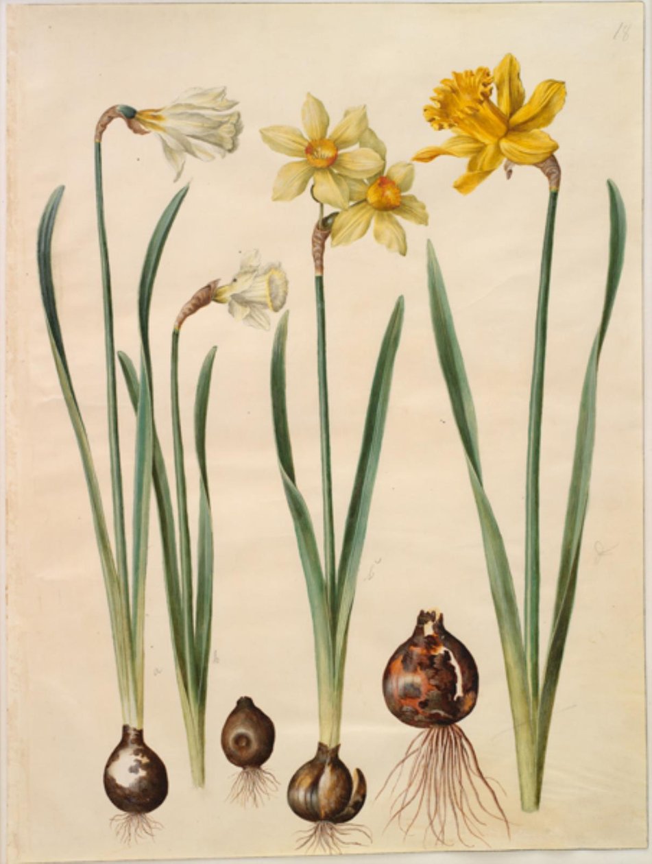 Narcissus pseudonarcissus moschatus (mysk-narcissus); Narcissus ×mediluteus (toblomstret narcissus); Narcissus pseudonarcissus major (stor påskelilje) av Hans Simon Holtzbecker