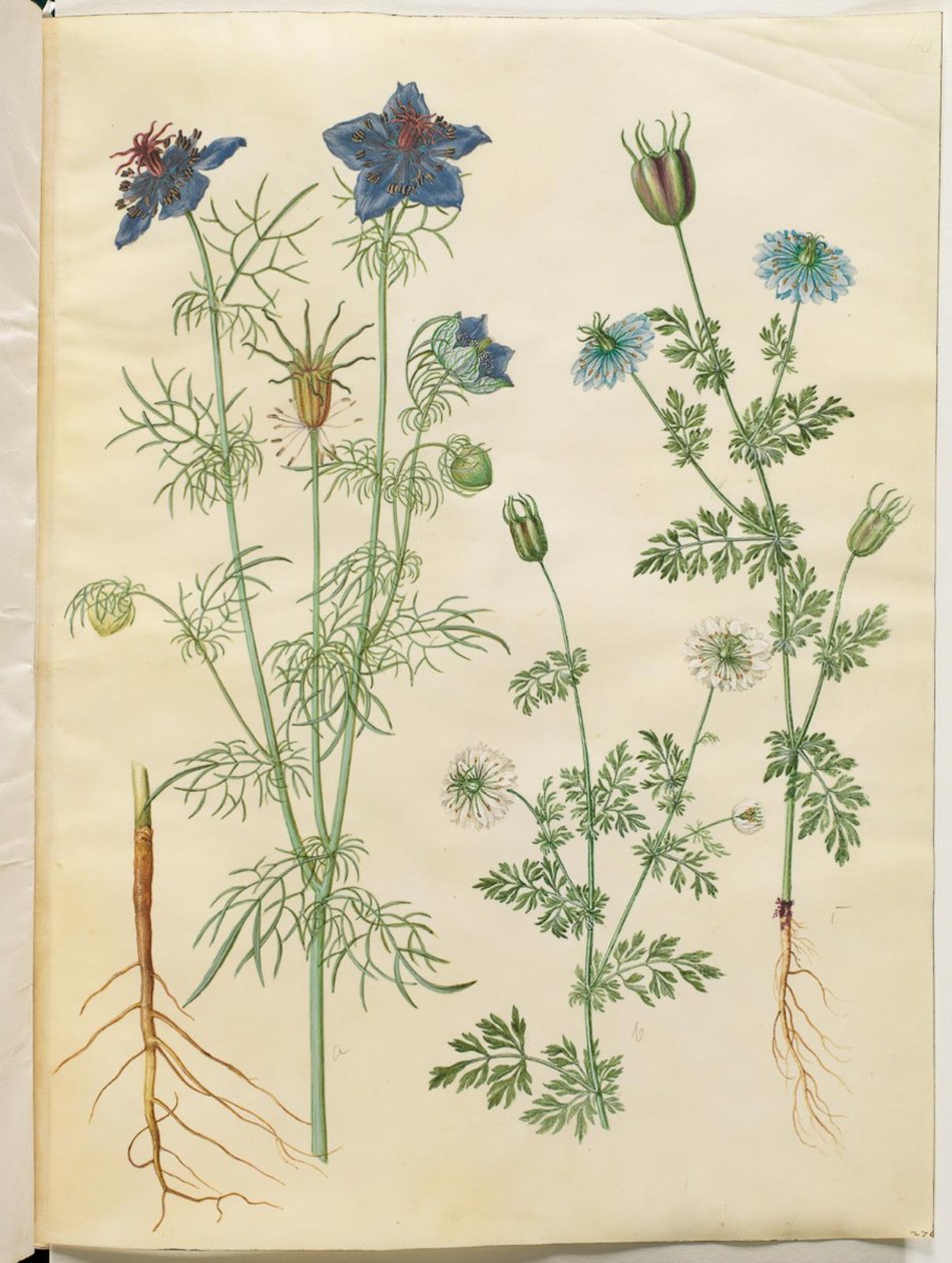 Nigella hispanica (djävulen i busken); Nigella sativa (svart spiskummin) av Hans Simon Holtzbecker
