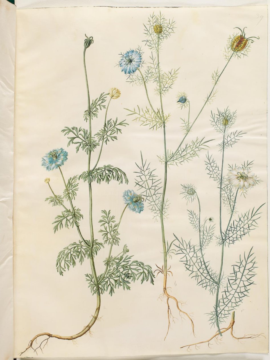 Nigella sativa (svart spiskummin); Nigella damascena (jungfru i det gröna) av Hans Simon Holtzbecker